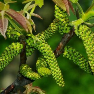 Juglans Regia "Buccaneer"