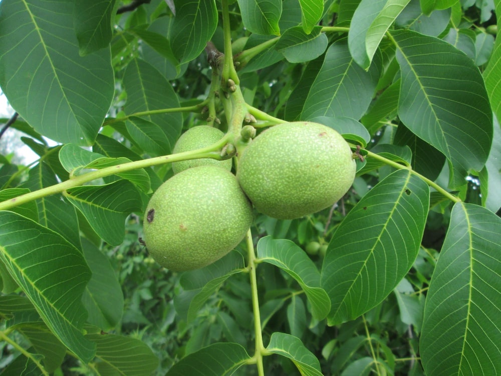 Juglans Regia "Broadview" - Afbeelding 4