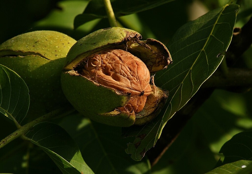 Juglans Regia "Broadview" - Afbeelding 2